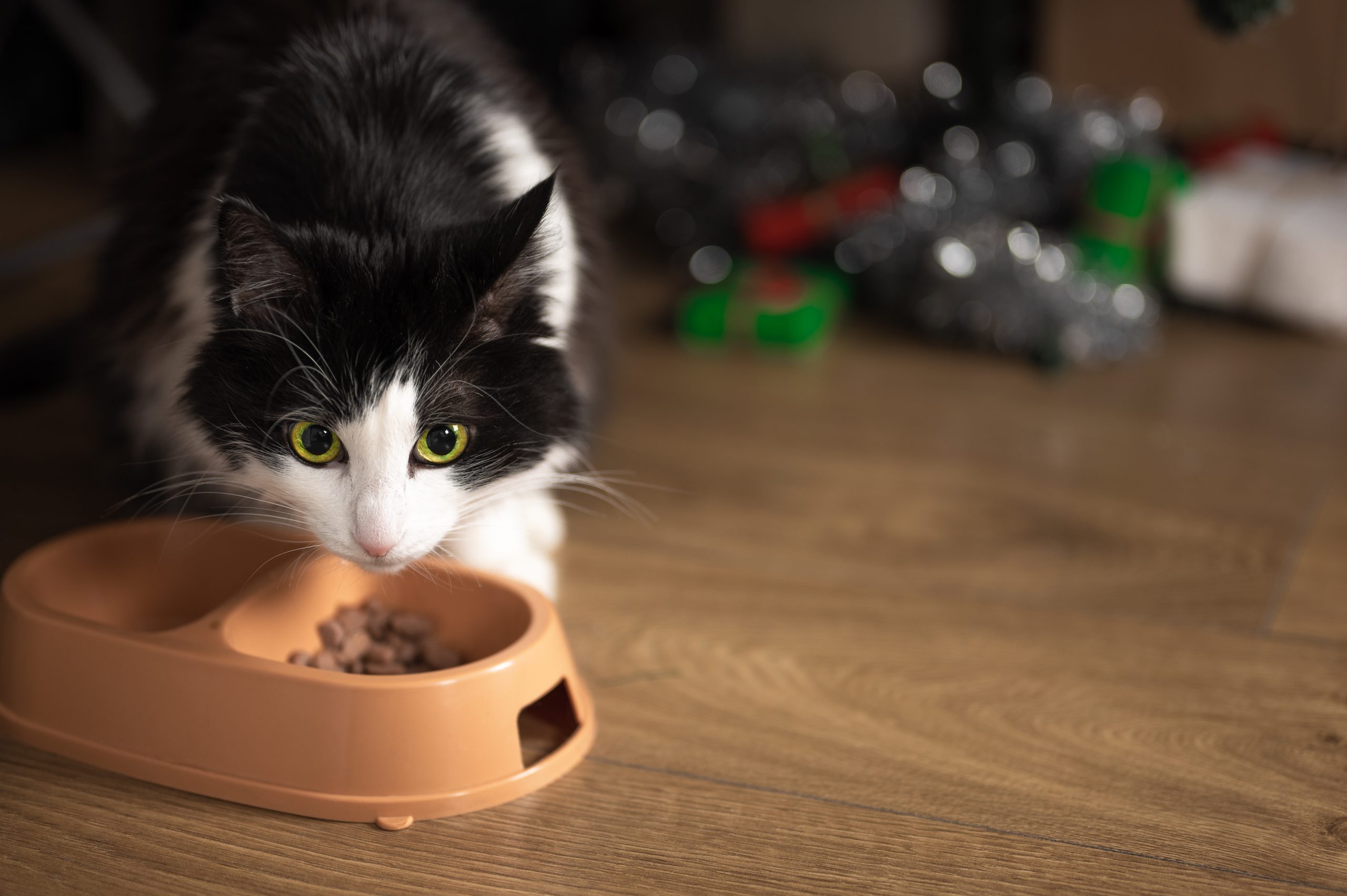 Wet Cat Food Safety: How Long It Can Safely Sit Out Before Becoming Dangerous