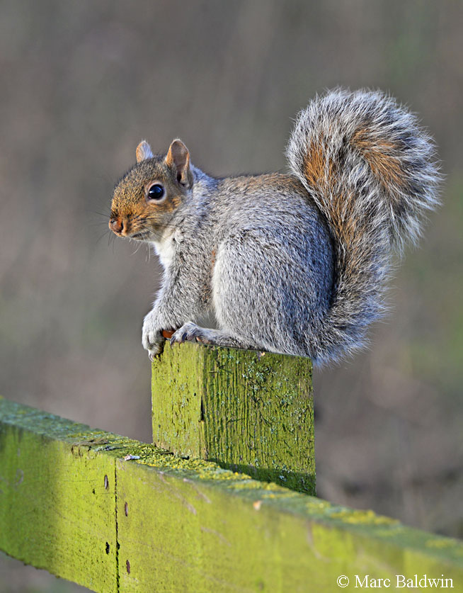 Squirrels as Pets: What You Need to Know Before Adoption