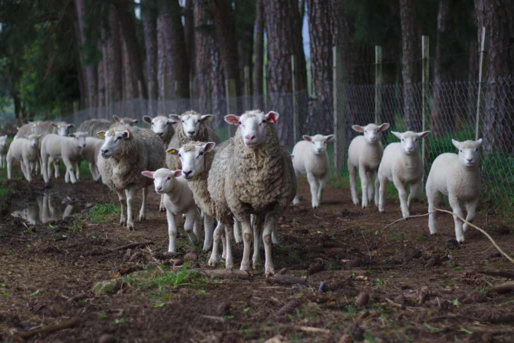 Pastoral Lifestyle: Traditional Practices in Modern Times