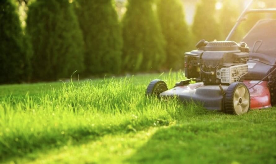 Pet Safety After Lawn Treatments: Complete Guide to Weed Killer Waiting Periods