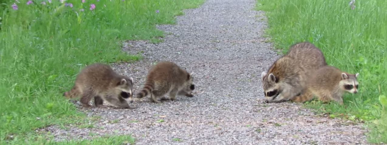 Raccoon Social Behavior: Understanding Their Group Dynamics