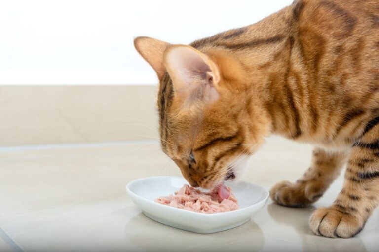 Wet Cat Food Safety: How Long It Can Safely Remain at Room Temperature