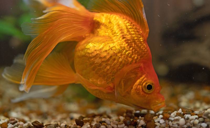 Goldfish and Betta Food: Compatibility and Feeding Guidelines