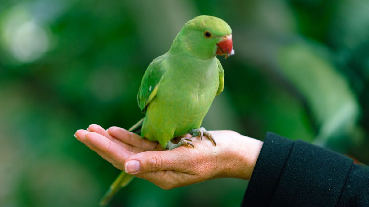 Best Pets for Seniors: Companionship and Joy in Later Years
