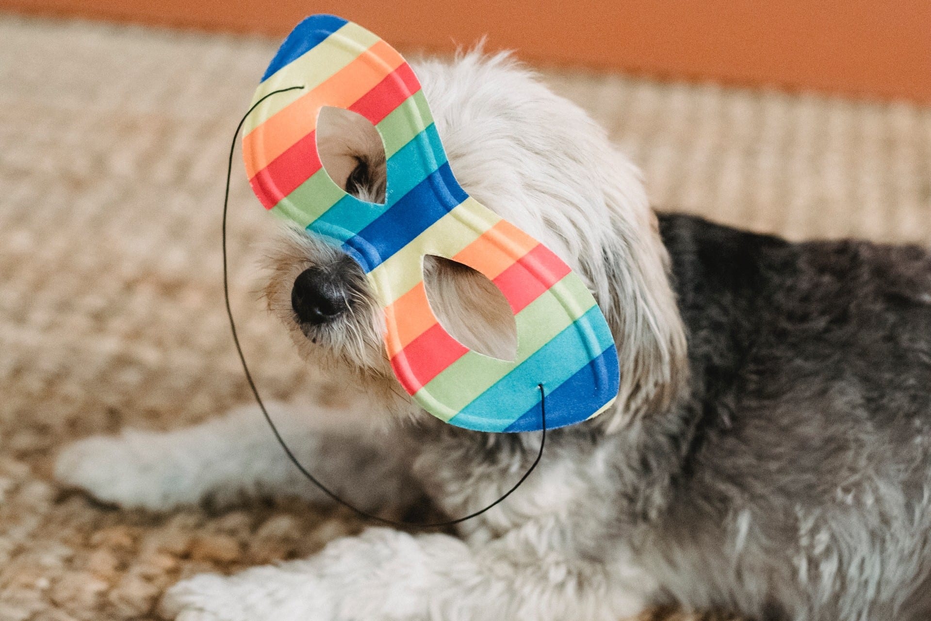 Indoor Pet Entertainment: Complete Guide to Keeping Your Furry Friends Active and Happy