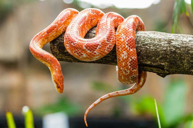 Corn Snakes as Pets: Complete Guide for Beginners