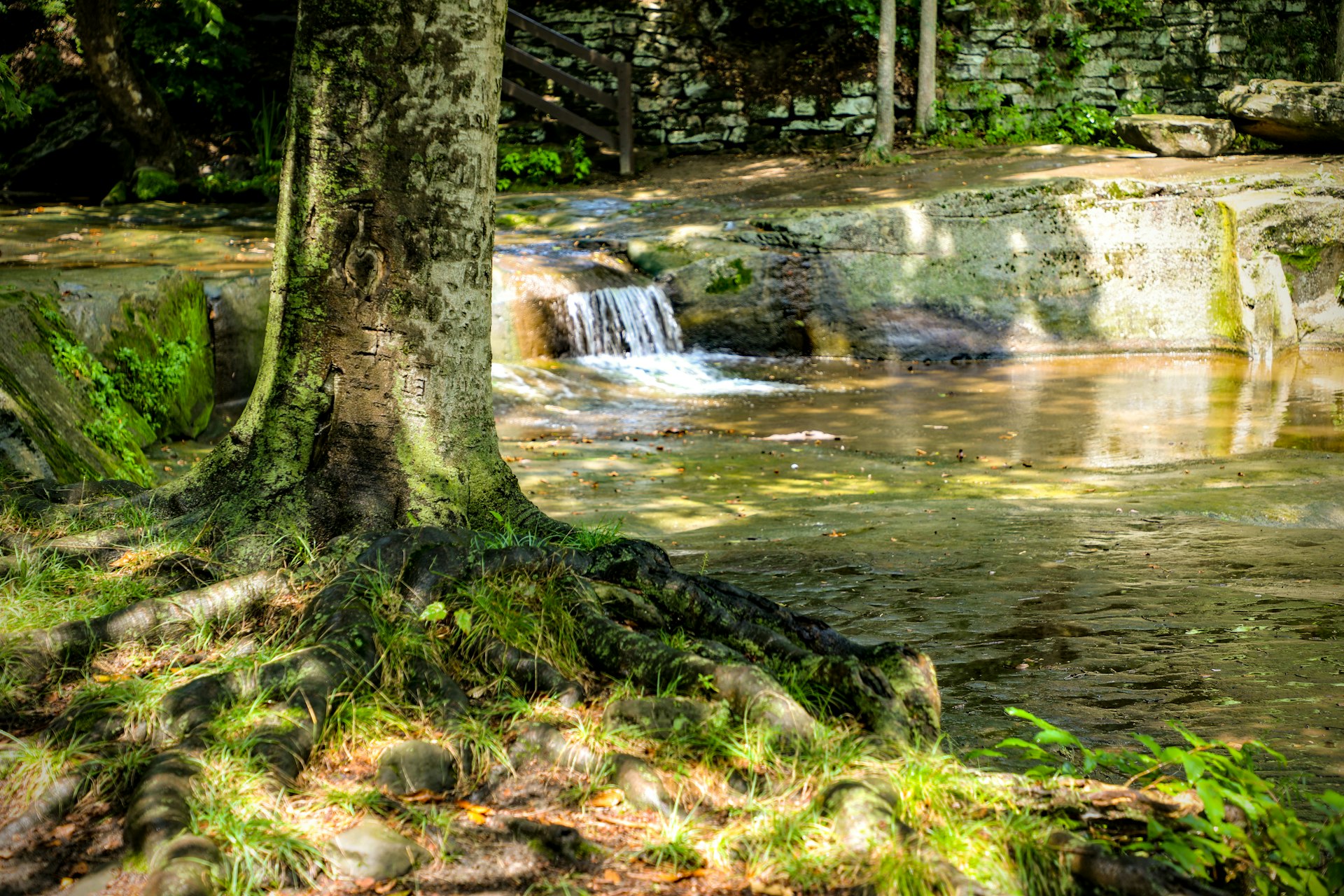 Transform Your Wellbeing: A Guide to Forest Bathing and Nature Immersion Trips